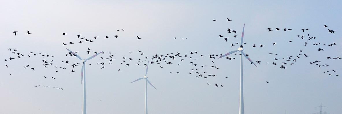 Flock of birds flying past wind turbines
